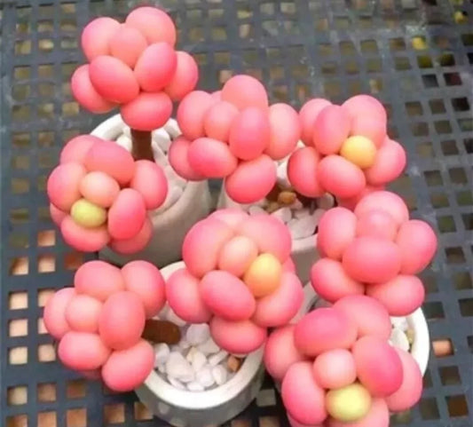 25 Egg Succulents - Echinopsis Tubiflora Seeds - Seed World