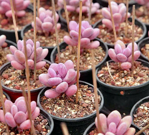 25 Egg Succulents Seeds | Echinopsis Tubiflora Cactus - Seed World
