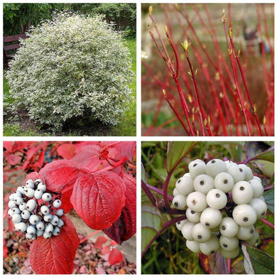 25 Fire and Ice Dogwood Seeds - Seed World