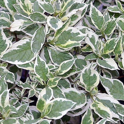 25 Fire and Ice Dogwood Seeds - Seed World