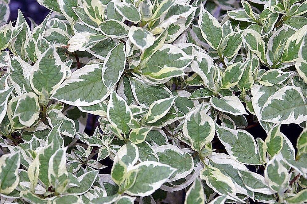 25 Fire and Ice Dogwood Seeds - Seed World