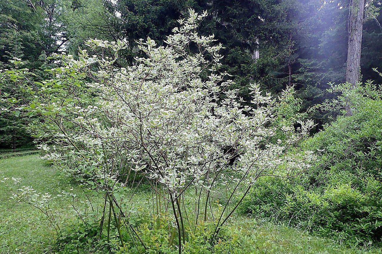 25 Fire and Ice Dogwood Seeds - Seed World