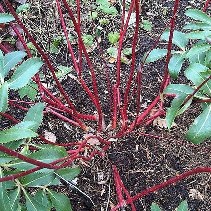 25 Fire and Ice Dogwood Seeds - Seed World