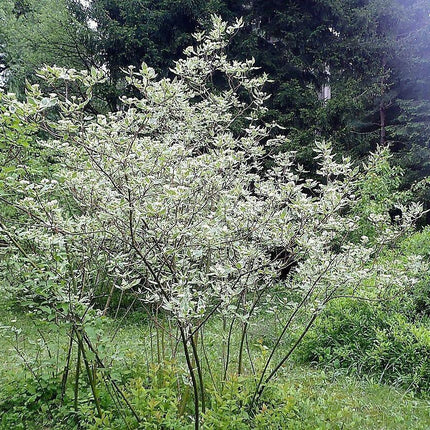 25 Fire and Ice Dogwood Seeds - Seed World