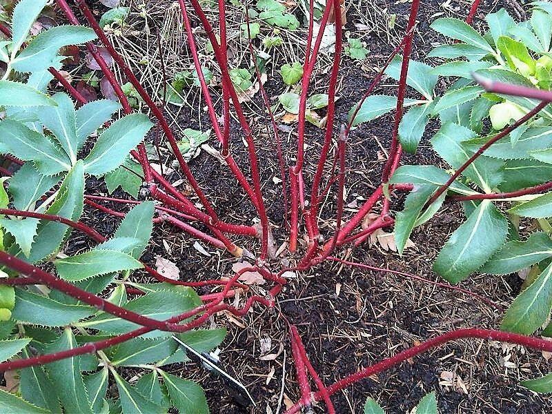 25 Fire and Ice Dogwood Seeds - Seed World