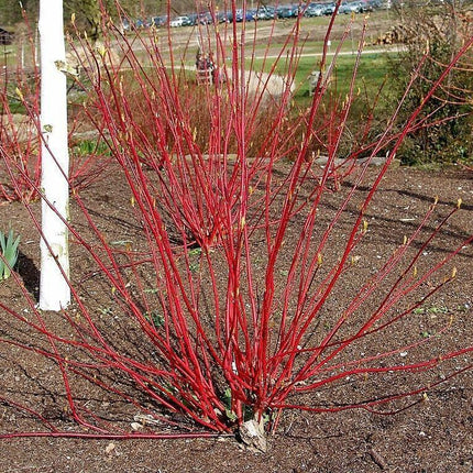 25 Fire and Ice Dogwood Seeds - Seed World