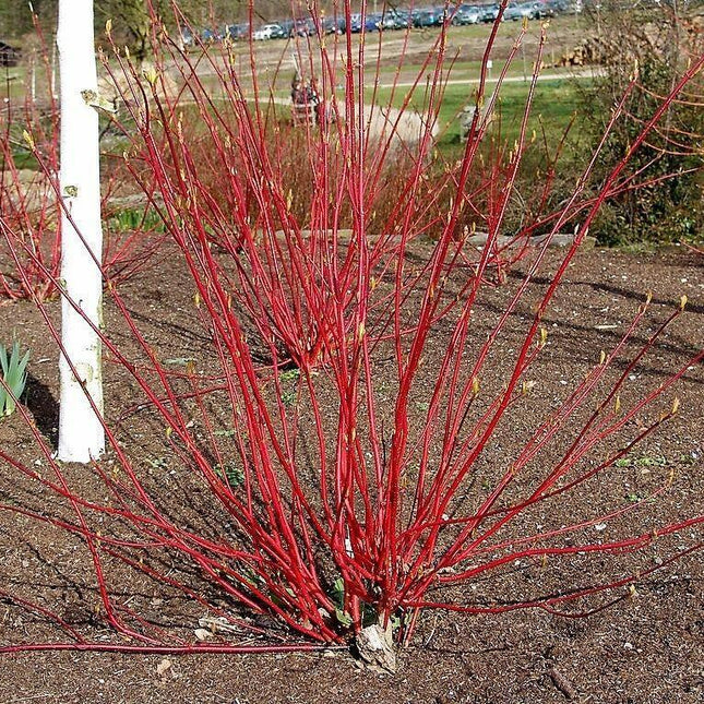 25 Fire and Ice Dogwood Seeds - Seed World