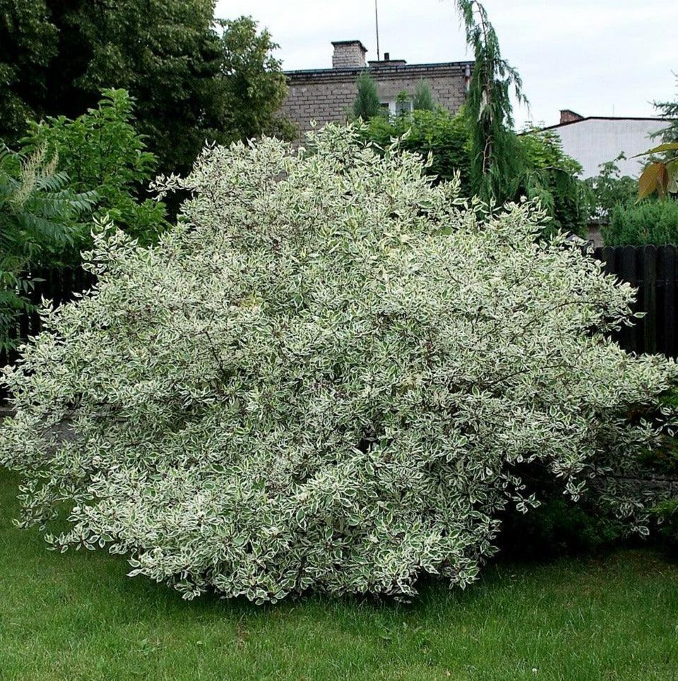 25 Fire and Ice Dogwood Seeds - Seed World