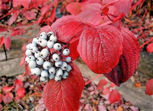 25 Fire and Ice Dogwood Seeds - Seed World