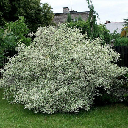 25 Fire and Ice Dogwood Seeds - Seed World