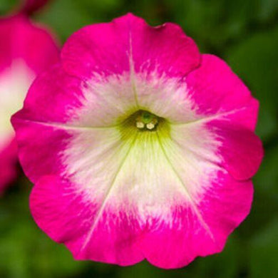 25 Fotofinish Rose Morn Trailing Petunia Seeds - Seed World