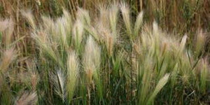 25 Foxtail Barley Seeds - Seed World
