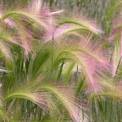 25 Foxtail Barley Seeds - Seed World