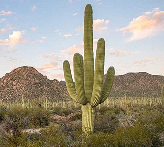 25 Giant Saguaro Cactus Seeds - Seed World