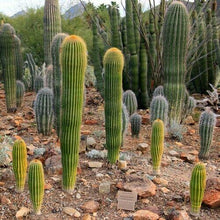 25 Giant Saguaro Cactus Seeds - Seed World