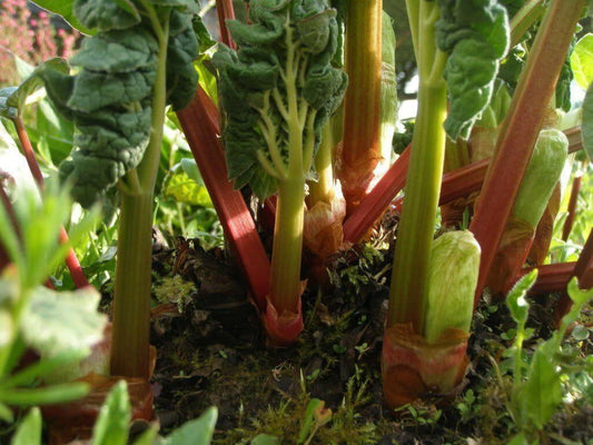 25 Glaskins Perpetual Rhubarb Pieplant Seeds - Seed World