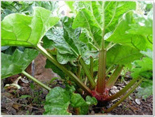25 Glaskins Perpetual Rhubarb Pieplant Seeds - Seed World