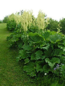 25 Glaskins Perpetual Rhubarb Pieplant Seeds - Seed World