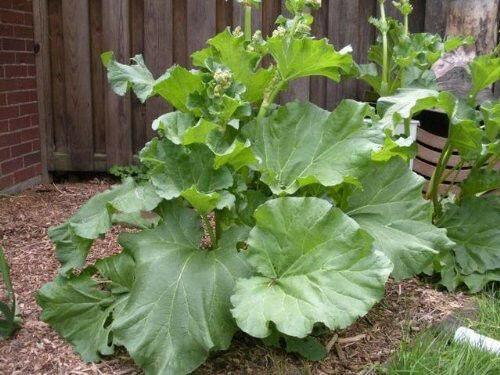 25 Glaskins Perpetual Rhubarb Pieplant Seeds - Seed World