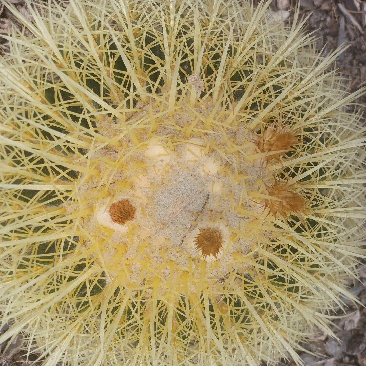 25 Golden Barrel Cactus Seeds - Seed World