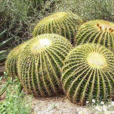 25 Golden Barrel Cactus Seeds - Seed World