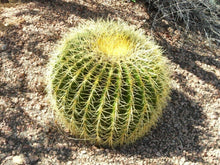 25 Golden Barrel Cactus Seeds - Seed World