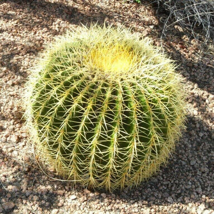 25 Golden Barrel Cactus Seeds - Seed World