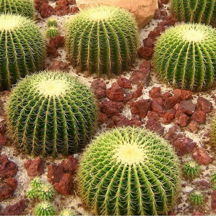 25 Golden Barrel Cactus Seeds - Seed World