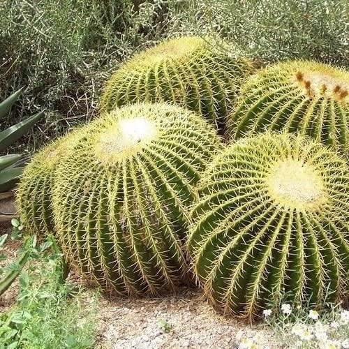 25 Golden Barrel Cactus Seeds - Seed World