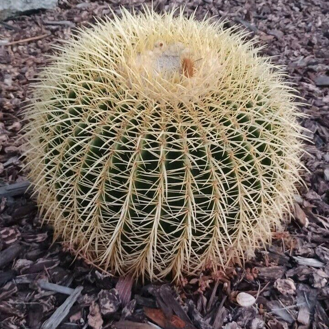 25 Golden Barrel Cactus Seeds - Seed World