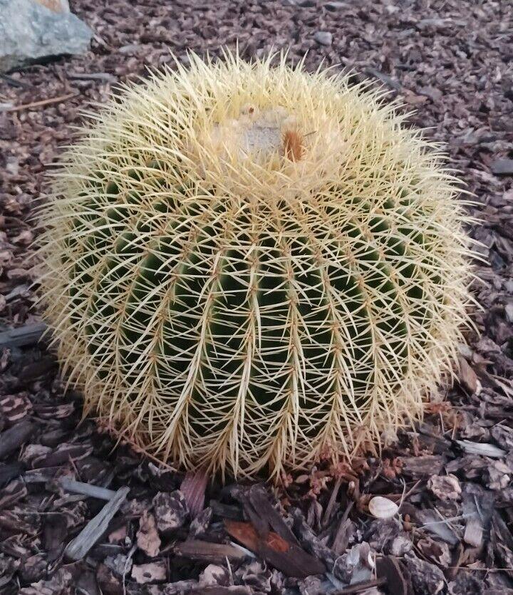25 Golden Barrel Cactus Seeds - Seed World