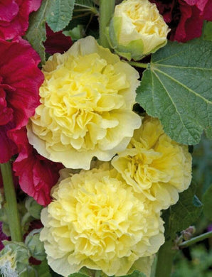 25 Golden Yellow Hollyhock Seeds - Seed World