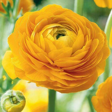 25 Golden Yellow Ranunculus Seeds - Seed World