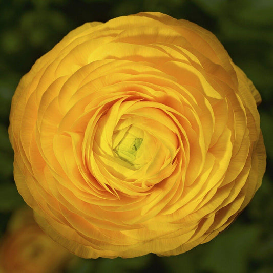 25 Golden Yellow Ranunculus Seeds - Seed World