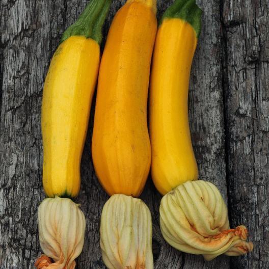 25 Golden Zucchini Summer Squash Seeds - Seed World