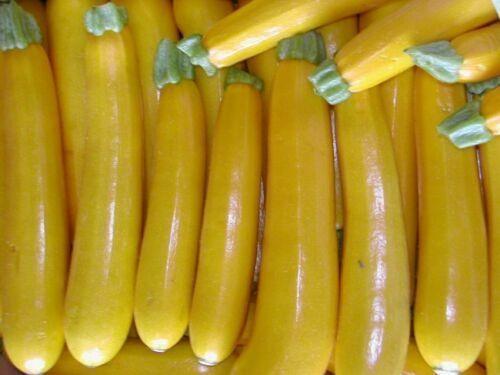 25 Golden Zucchini Summer Squash Seeds - Seed World