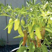 25 Greek Pepperoncini Sweet Pepper Seeds (NON-GMO) - Seed World