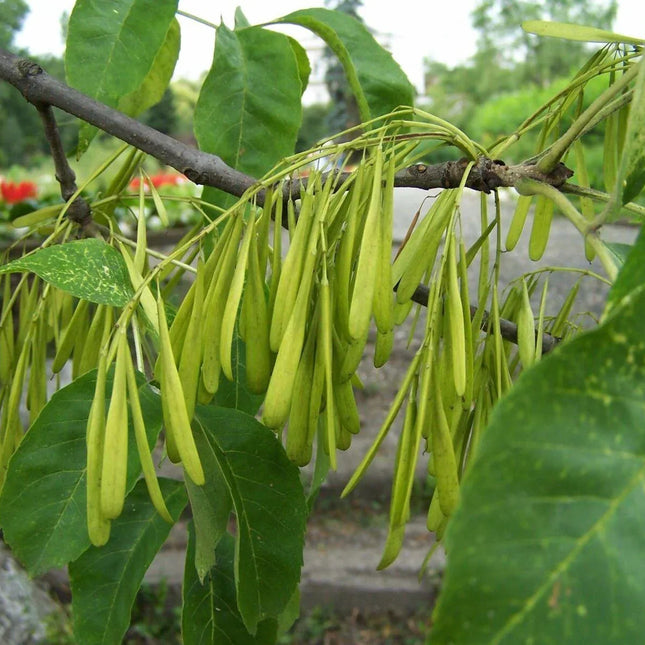 25 Green Ash Tree Seeds (Fraxinus Pennsylvanica) Seeds - Seed World