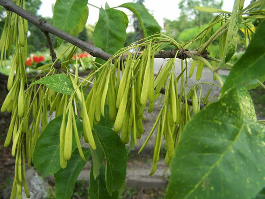 25 Green Ash Tree Seeds (Fraxinus Pennsylvanica) Seeds - Seed World