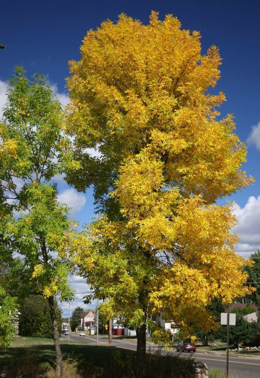 25 Green Ash Tree Seeds (Fraxinus Pennsylvanica) Seeds - Seed World