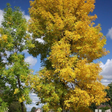 25 Green Ash Tree Seeds (Fraxinus Pennsylvanica) Seeds - Seed World