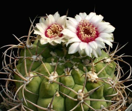 25 Gymnocalycium Variety Mix Cactus Seeds - Seed World