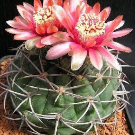 25 Gymnocalycium Variety Mix Cactus Seeds - Seed World