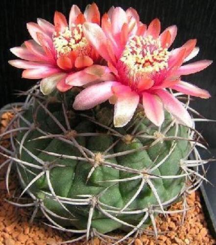 25 Gymnocalycium Variety Mix Cactus Seeds - Seed World