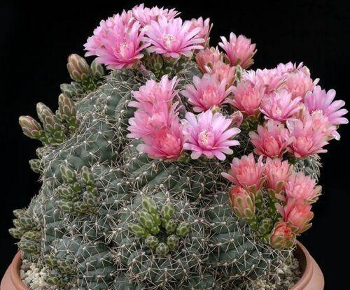 25 Gymnocalycium Variety Mix Cactus Seeds - Seed World