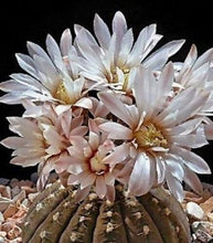 25 Gymnocalycium Variety Mix Cactus Seeds - Seed World