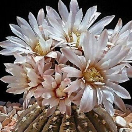 25 Gymnocalycium Variety Mix Cactus Seeds - Seed World