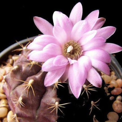Cactus with a pink flower on a black background