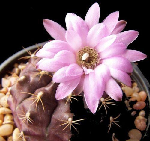 Cactus with a pink flower on a black background