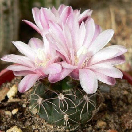 Cactus with pink flowers in a natural setting